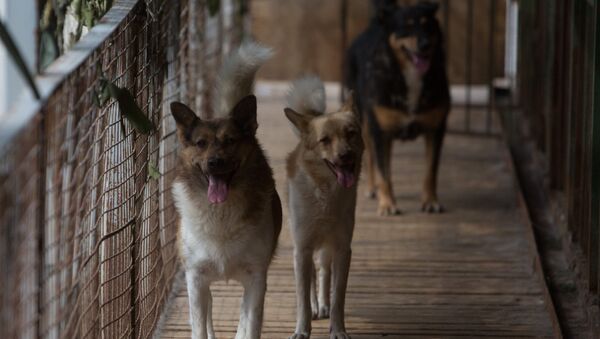 Бездомные собаки. Архивное фото - Sputnik Кыргызстан