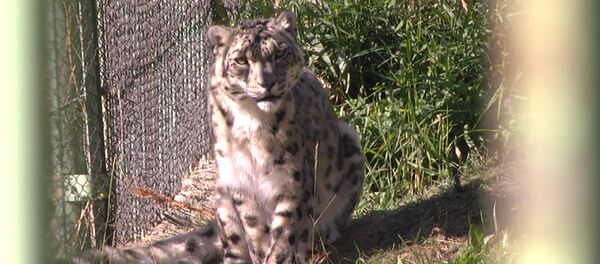 Ак илбирс кантип жан багат? Кыргыз тоолорунан тартылган видео Ак илбирс кантип жан багат? Кыргыз тоолорунан тартылган видео - Sputnik Кыргызстан