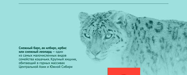 Царь высокогорья — снежный барс - Sputnik Кыргызстан