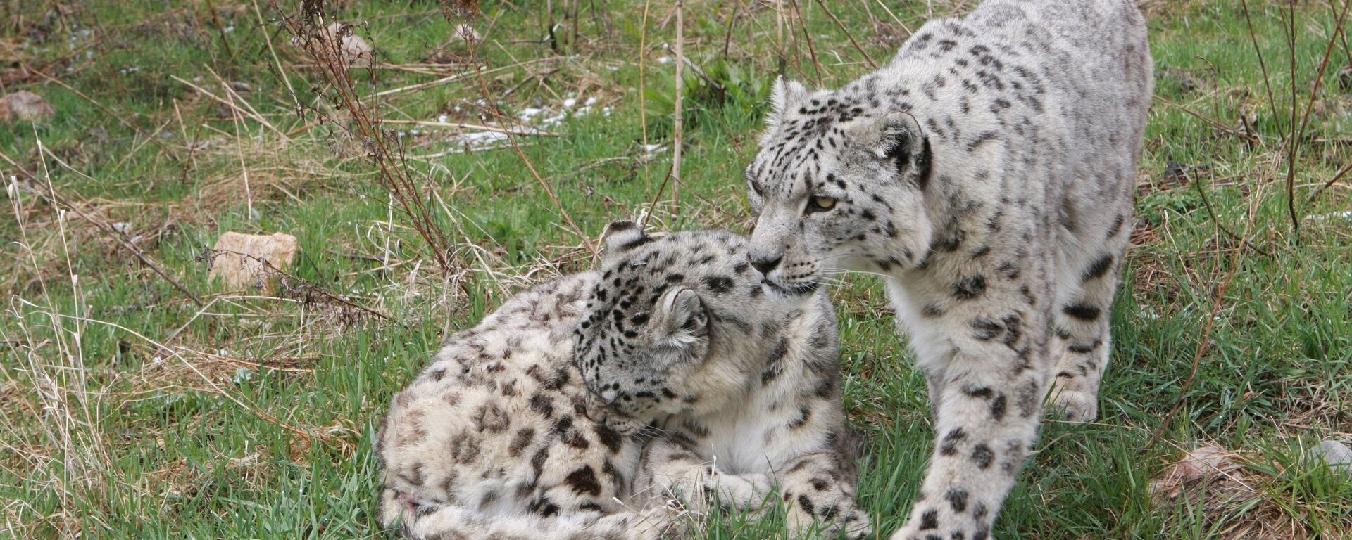 Снежные барсы. Архивное фото - Sputnik Кыргызстан, 1920, 25.07.2025