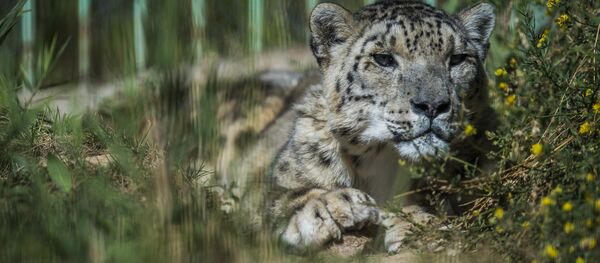 Реабилитационный центр для диких животных в горах близ села Ананьево - Sputnik Кыргызстан