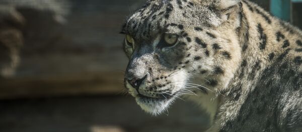 Реабилитационный центр для диких животных в горах близ села Ананьево Реабилитационный центр для диких животных в горах близ села Ананьево - Sputnik Кыргызстан