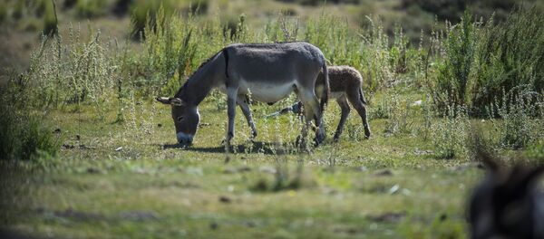 Ослы на пастбище. Архивное фото - Sputnik Кыргызстан
