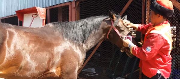 Астанада кыргыз улакчыларынын аттары кармалган сарайдын шарты. Видео - Sputnik Кыргызстан