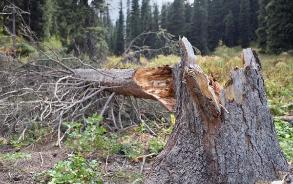 Природа в Шамси девственна. Старые деревья, падая, удобряют собой почву для другой растительности. - Sputnik Кыргызстан