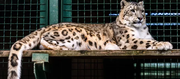 Снежный барс. Архивное фото - Sputnik Кыргызстан