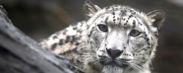 Снежный барс. Архивное фото Снежный барс. Архивное фото - Sputnik Кыргызстан