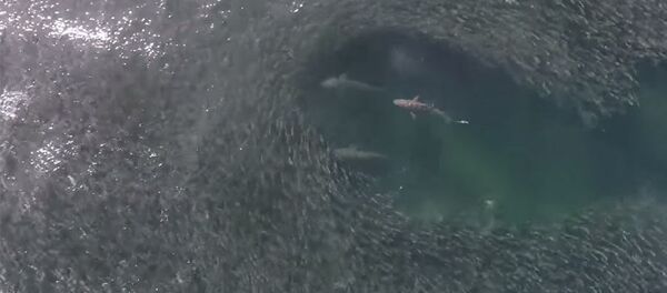 Адское пиршество — дрон заснял видео охоты акул - Sputnik Кыргызстан