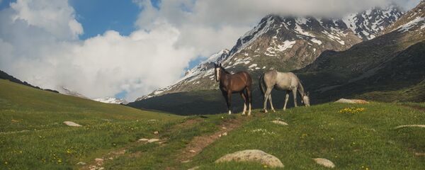 Жайлоодогу жылкылар. Архив - Sputnik Кыргызстан