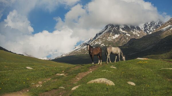 Лошади пасутся в джайлоо. Архивное фото - Sputnik Кыргызстан