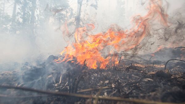 Лесной пожар. Архивное фото - Sputnik Кыргызстан