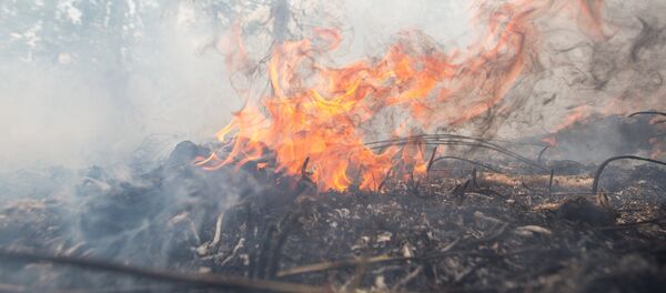 Лесной пожар. Архивное фото Лесной пожар. Архивное фото - Sputnik Кыргызстан