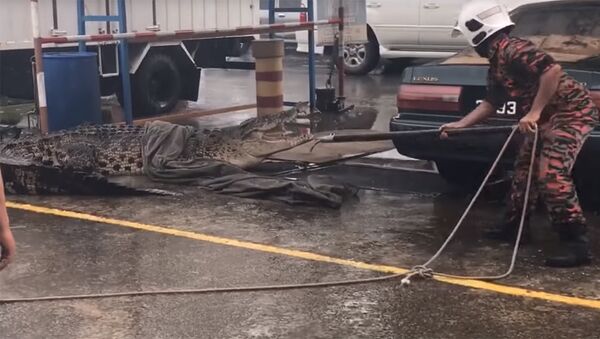 Гигантский крокодил приполз в магазин – кадры очевидцев из Малайзии - Sputnik Кыргызстан