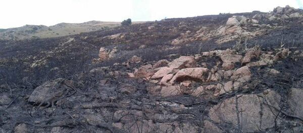 Пожар в Григорьевском ущелье Иссык-Кульской области - Sputnik Кыргызстан