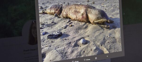 Снимок с микроблога Twitter пользователя Preeti Desai. Загадочное морское существо с острыми зубами - Sputnik Кыргызстан