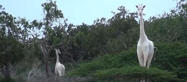 Кенияда сейрек кездешкен ак акыра видеого түшүп калды Кенияда сейрек кездешкен ак акыра видеого түшүп калды - Sputnik Кыргызстан