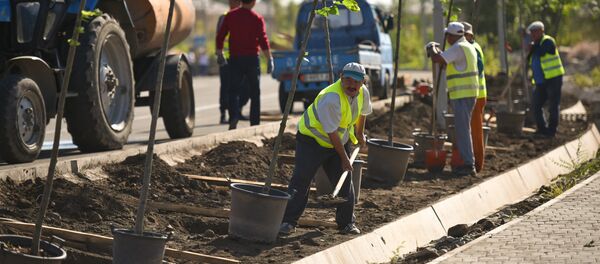 Посадка деревьев на улице Токомбаева в Бишкеке - Sputnik Кыргызстан