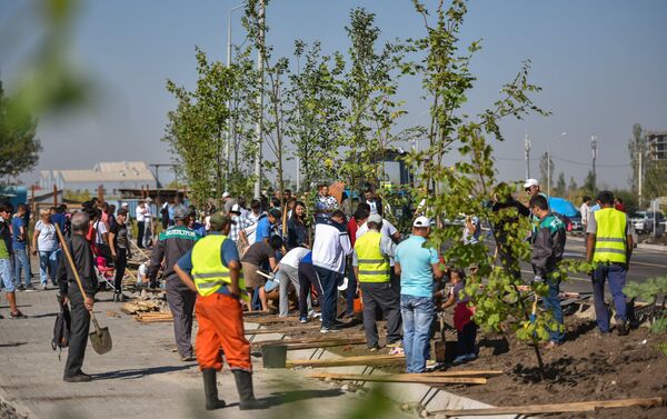 Сотрудники мэрии Бишкека вместе с горожанами высадили саженцы крупномерных деревьев с закрытой корневой системой - Sputnik Кыргызстан
