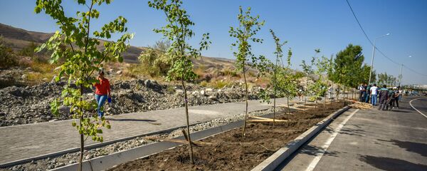 Посадка деревьев на улице Токомбаева в Бишкеке - Sputnik Кыргызстан