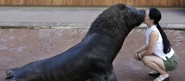 Зоопарктагы морж. Архив Зоопарктагы морж. Архив - Sputnik Кыргызстан