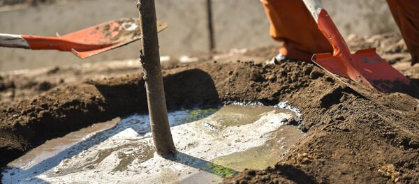 Посадка деревьев на улице Токомбаева в Бишкеке - Sputnik Кыргызстан