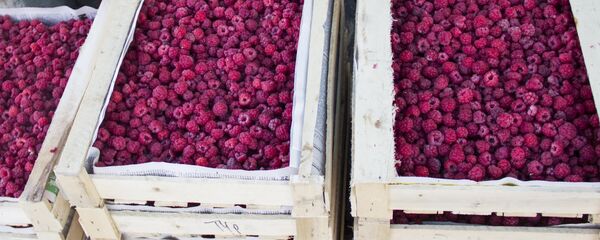 Малиновый бизнес в Чуйской области - Sputnik Кыргызстан