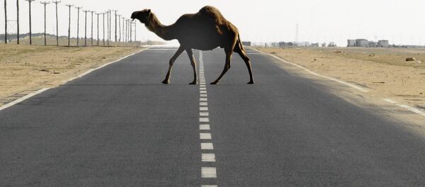 Верблюд на дороге - Sputnik Кыргызстан