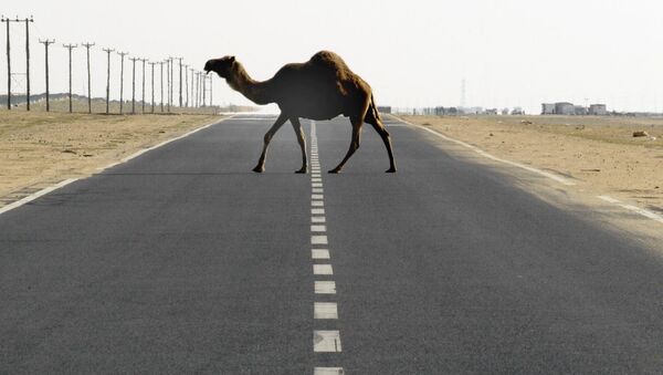 Верблюд переходит дорогу. Архивное фото - Sputnik Кыргызстан