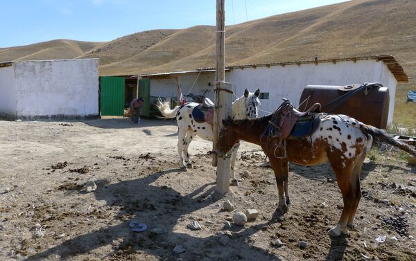 У Кулданбаева есть один табун пятнистых лошадей - Sputnik Кыргызстан
