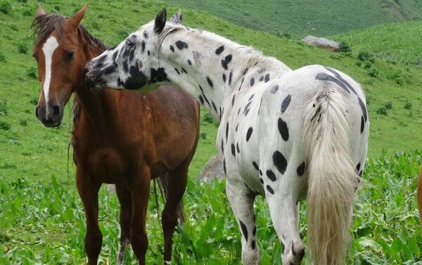 За рубежом таких лошадей можно купить в среднем за 5 тысяч 200 долларов - Sputnik Кыргызстан