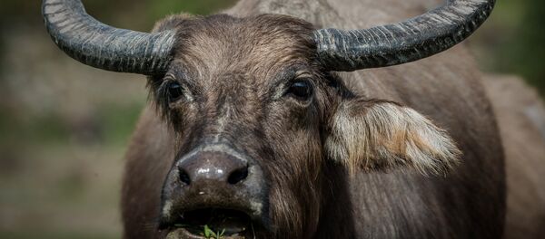 Буйвол. Архив Буйвол. Архив - Sputnik Кыргызстан
