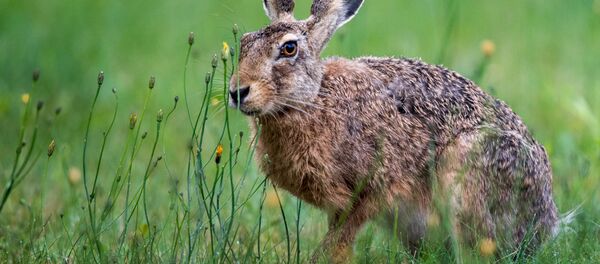 Заяц в заповеднике. Архивное фото Заяц в заповеднике. Архивное фото - Sputnik Кыргызстан