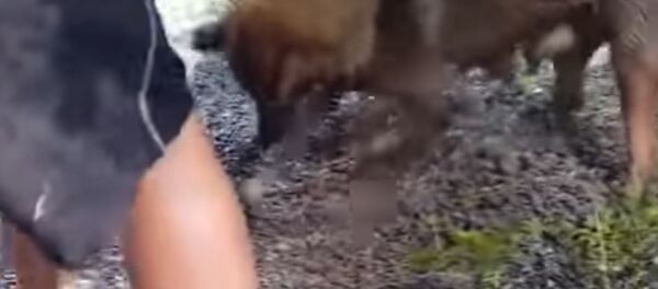 Собака спасает щенков из затопленного логова — видео растрогало соцсети - Sputnik Кыргызстан