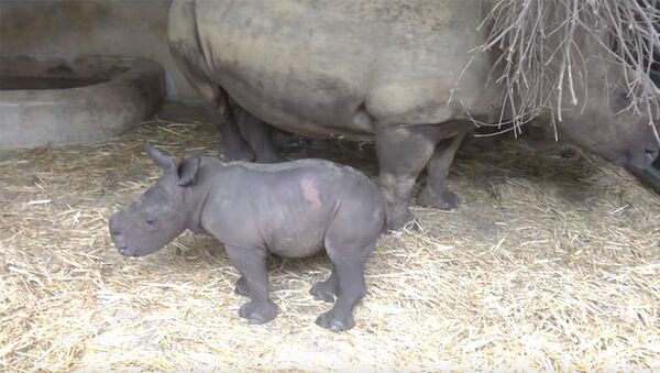 Какая милота! В зоопарке впервые за 5 лет родился мальчик-носорог - Sputnik Кыргызстан