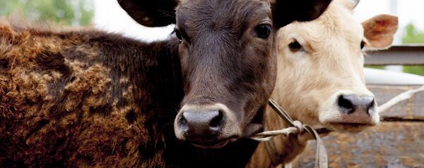 Мал. Архив - Sputnik Кыргызстан