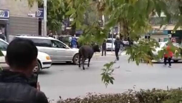 Очевидец снял, как корова сбила женщину в центре Бишкека. Животное поймали - Sputnik Кыргызстан