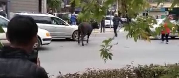 Бишкектин чок ортосунда жүргөн уй аялды сүзүп салды. Күбөнүн видеосу - Sputnik Кыргызстан