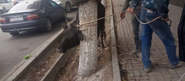 Агрессивная корова в центре Бишкека Агрессивная корова в центре Бишкека - Sputnik Кыргызстан