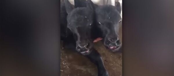 Двухголовый теленок родился на ферме в Пакистане — видео Двухголовый теленок родился на ферме в Пакистане — видео - Sputnik Кыргызстан