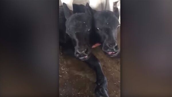 Двухголовый теленок родился на ферме в Пакистане — видео - Sputnik Кыргызстан