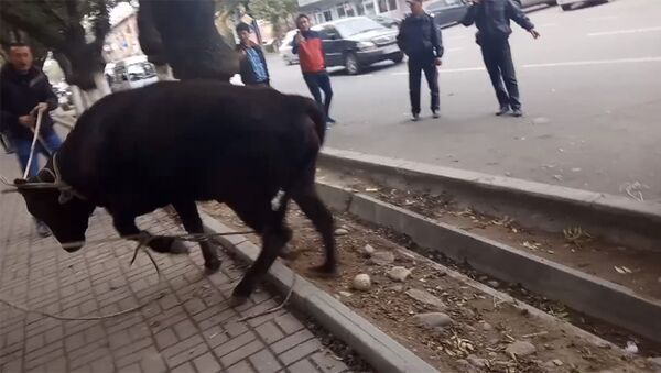 Агрессивная корова в центре Бишкека - Sputnik Кыргызстан