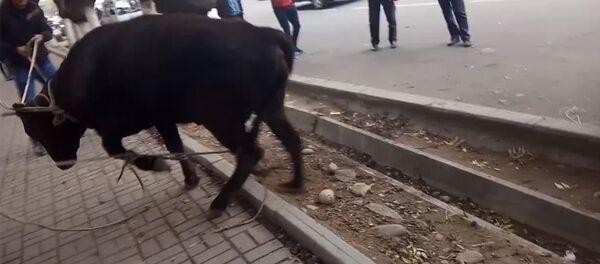 Агрессивная корова в центре Бишкека - Sputnik Кыргызстан