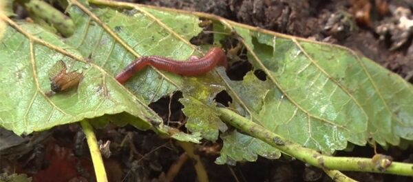 Фермер: Бишкектеги таштандынын 70 пайызын биздин сөөлжандар жейт - Sputnik Кыргызстан