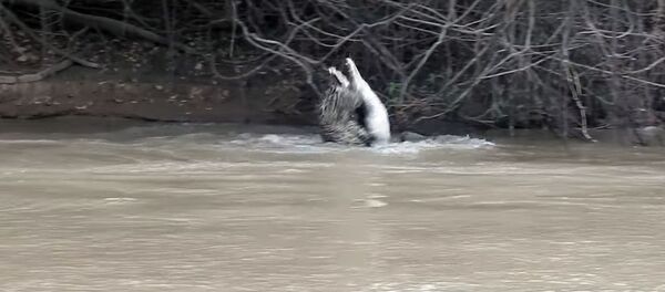 Видео смертельной схватки ягуара с аллигатором появилось в Сети - Sputnik Кыргызстан