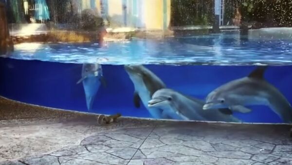 Океанариумдагы дельфиндер тыйын чычкандарга таң калганда. Видео - Sputnik Кыргызстан