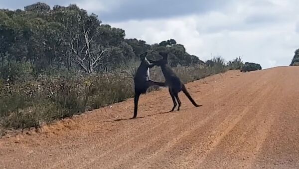 Два гигантских кенгуру устроили драку, заблокировав дорогу в Австралии - Sputnik Кыргызстан
