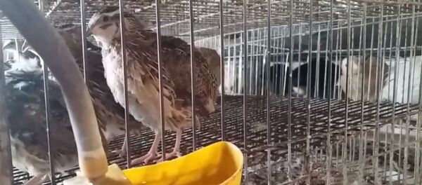 Фермер Тажибаев: Бөдөнөнүн жини тумшугунун учунда. Чочуса да жумуртка туубай коет - Sputnik Кыргызстан