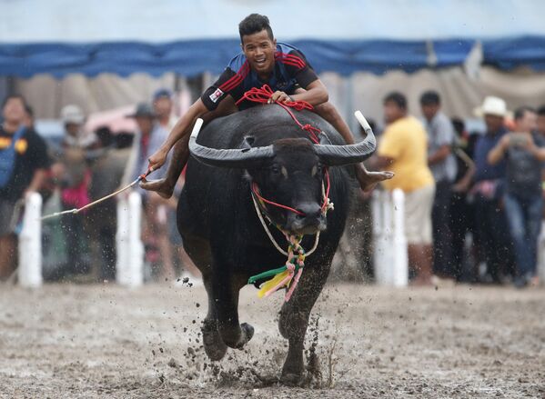 Гонка буйволов в Таиланде - Sputnik Кыргызстан