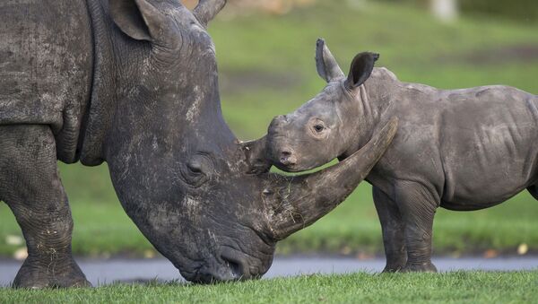 Носорог с детенышем. Архивное фото - Sputnik Кыргызстан