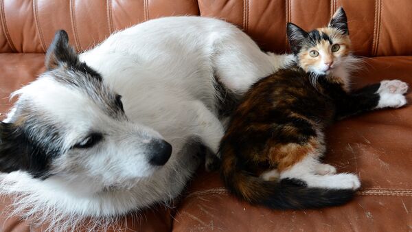 Домашние питомцы, собака и кошка на диване. Архивное фото - Sputnik Кыргызстан